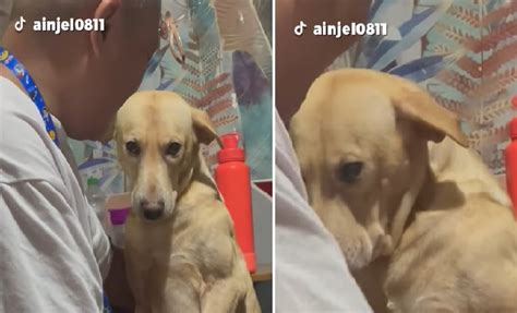 Aspin na inaantok, kinagiliwan dahil sa kaniyang pagiging .